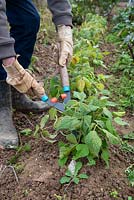 Couper le feuillage séché des haricots verts avec un ciseau à main à la fin de la saison et laisser les racines dans le sol pour l'alimenter en azote.