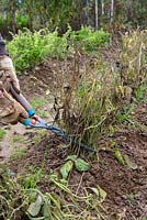 Couper le feuillage séché des haricots verts avec un ciseau à main à la fin de la saison et laisser les racines dans le sol pour l'alimenter en azote