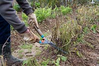 Couper le feuillage séché des haricots verts avec un ciseau à main à la fin de la saison et laisser les racines dans le sol pour l'alimenter en azote