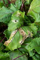 Pegomya hyoscyami - Mineur de feuilles de betterave endommageant la feuille de betterave