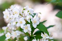 Deutzia gracilis - Fleur de neige japonaise