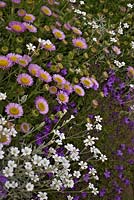 Un mur de jardin à la fin du printemps avec Erigeron glaucus, Cerastium tomentosum et Campanula portenschlagiana