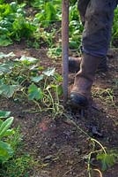 Jardinier récoltant Ipomoea batatas 'Murasaki' - Patate douce cultivée dans le sol dans un polytunnel.