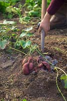 Jardinier récoltant Ipomoea batatas 'Murasaki' - Patate douce cultivée dans le sol dans un polytunnel.
