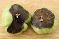 Solanum lycopersicum 'Black Russian' Tomate Fruit vert à pourriture apicale Syn. Lycopersicon esculentum