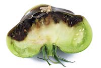 Solanum lycopersicum 'Black Russian' Tomate Fruit vert avec pourriture apicale en fleur Fruit coupé en deux Syn. Lycopersicon esculentum