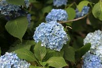 Hydrangea macrophylla 'blauer prinz'