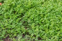 Engrais vert Phacelia - six semaines après le semis