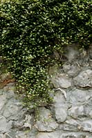 Muehlenbeckia complexa suspendu à un mur de pierre dans Les Jardins d Etretat, Normandie, France