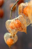 Physalis squelette - lanternes chinoises en automne montrant un mince boîtier squelettique autour de la baie d'orange mûre