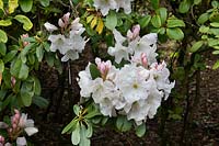 Rhododendron 'Decorum '.