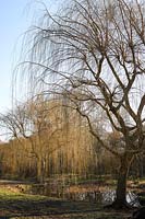 Salix babylonica 'Saule pleureur nu' par un grand étang naturel.