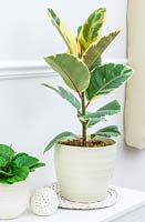Ficus elastica 'Tineke' - Usine d'hévéa