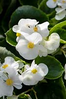 Begonia semperflorens 'Ambassadeur Blanc'