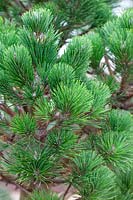 Pinus muricata 'Wakehurst'
