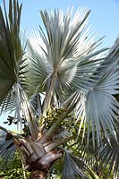 Bismarckia nobilis - Palmier