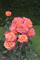 Rosa 'Flamboyance' - Rose 'Flamboyance'