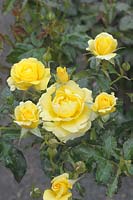 Rosa 'Ivey Hall' 'Golden Smiles'