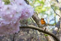 Erithacus Rubecula - Robin assis parmi le chant des cerisiers en fleur dans un jardin anglais au printemps