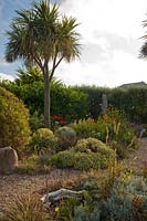 Les parterres de gravier du jardin de Beth Chatto, y compris la sauge panachée commune Cordyline et Salvia officinalis 'Icterina'