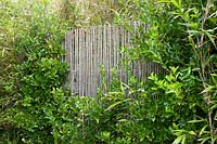 Ceinture d'abri avec espacement Euonymus et clôture en bambou élaboré pour maximiser l'abri