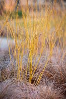 Carex comans Bronze, avec Cornus sericea 'Bud's Yellow'