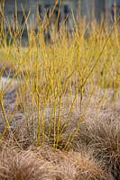 Cornus sericea 'Bud's Yellow' planté de Carex comans à feuilles de bronze.