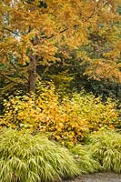 Fothergilla 'Mt. Airy' Hakonechloa macra 'Aureola' Metasequoia glyptostroboides 'Golden Oji' - 'Mt. Airy' Witch Alder, 'Aureola' Herbe de forêt japonaise sous 'Golden Oji' Dawn Redwood