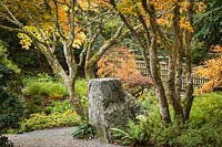 Acer palmatum cvs. - Érables japonais encadrant un grand chemin de pierre et de gravier
