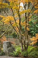 Acer palmatum cvs. - Cadres en érable japonais grande pierre