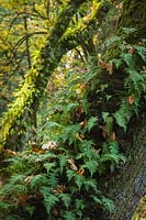 Polypodium glycyrrhiza, Acer macrophyllum - Fougères de réglisse sur troncs d'érable à grandes feuilles