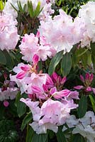 Rhododendron Loderi 'Game Chick'