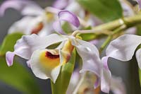 Blooming Dendrobium signatum - Orchidée ou Dendrobium marqué, Dendrobium hildebrandtii, Dendrobium tortile var. hildebrandi