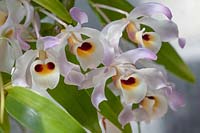 Grappe de Dendrobium signatum - Orchidée ou Dendrobium marqué, Dendrobium hildebrandtii, Dendrobium tortile var. hildebrandi - fleurs