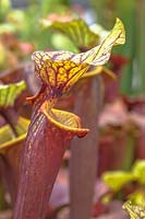 Sarracenia flava ornata - Plante à pichet jaune ou pichet à trompette