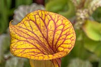 Sarracenia flava ornata - Yellow Pitcher Plant ou trompette Pitcher, couvercle veiné close up