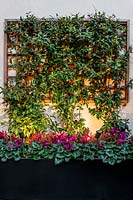 Auge contre un mur supportant Trachelospermum jasmonoides - Jasmin - sur treillis mural, sous-plantée de Cyclamen persicum 'Verano Neon Pink'