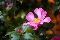 Camellia sasanqua 'Cléopâtre'