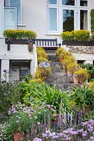 Des marches encadrées par des pots de bidens jaunes descendent dans le jardin arrière d'une maison jumelée à Bristol en septembre. Les autres fleurs sont les argyranthemums roses, les agapanthes et Erigeron karvinskianus.