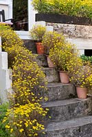 Des marches encadrées par des pots de Tagetes jaunes 'Gemme Citron' descendent dans le jardin arrière.