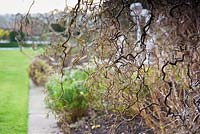 Corylus avellana 'Contorta' - Corkscrew Hazel ou Harry Lauder's Walking Stick
