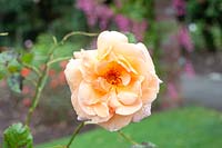 Rosa 'School Girl' - Rose grimpante