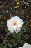Rosa 'Margaret Merril' - Floribunda Rose