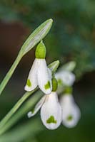 Perce-neige Galanthus plicatus 'Trympostor'