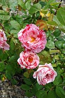 Rosa 'sentimentale' rose