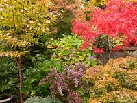 Parterre de fleurs arbustif avec quelques arbres, les plantes comprennent: Acer palmatum - Érable japonais, Berberis thungbergii, Hydrangea macrophylla et Stewartia chinensis