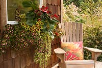 Jardinière de style Hayrack sur un mur de cabine rustique planté de plantes à feuillage qui aiment l'ombre, notamment: Anthurium 'Dakota', Solenostemon scutellarioides 'Lava Rose' et Vinca minor 'Illumination'