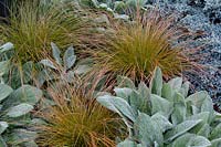 Carex testacea de couleur automnale combiné avec Stachys byzantina 'Helene von Stein' et Juniperus squamata 'Blue Star' dans une tapisserie de feuillage résistante aux cerfs et résistante à la sécheresse