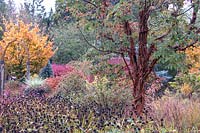 Écorce pelée d'Acer griseum émergeant de têtes de graines de Rudbeckia fulgida var. sullivantii 'Goldsturm' à l'automne. Feuillage doré de Parrotia persica 'Ruby Vase' et conifères bleus en arrière-plan