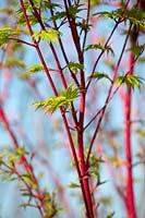 Acer palmatum 'Sangokaku' - Érable du Japon - tiges rouges et jeunes feuillages